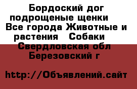 Бордоский дог подрощеные щенки.  - Все города Животные и растения » Собаки   . Свердловская обл.,Березовский г.